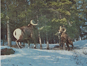 Standing Partially Erect, Bighorns begin to charge